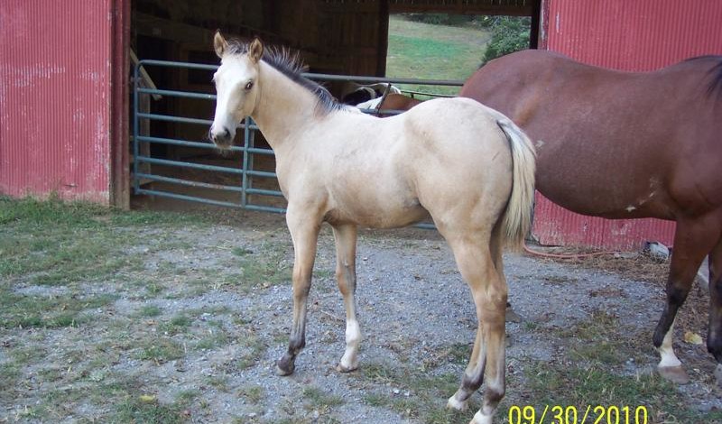 2010 MJ buckskin stud best