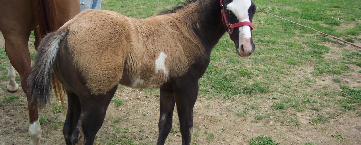 2010jpbksnstudgoodrt