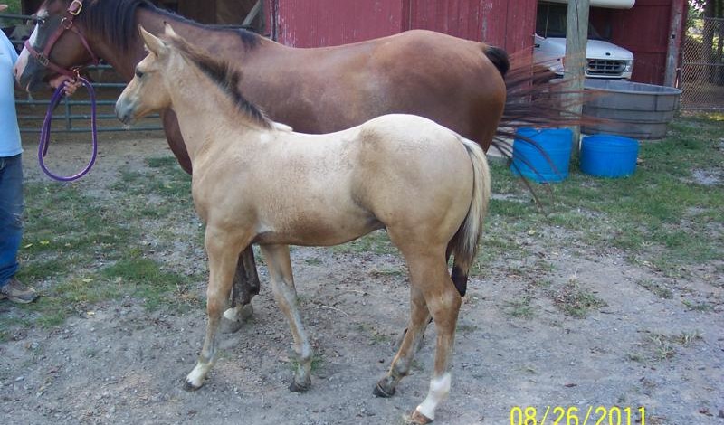 2011 MJ stud lft side-2mth