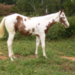 2012 Max filly rt best
