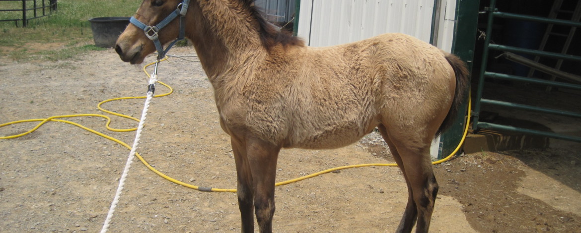 2012 filly 2