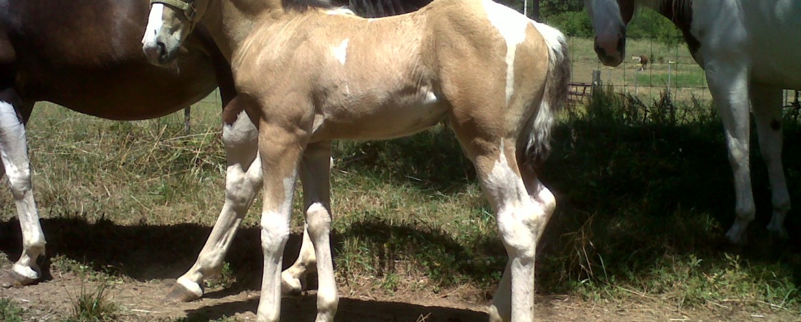 2012 ginny filly best