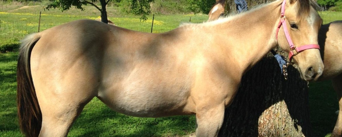 2013 JP filly yearling pic