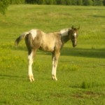 2013 MAX grullo tob fill