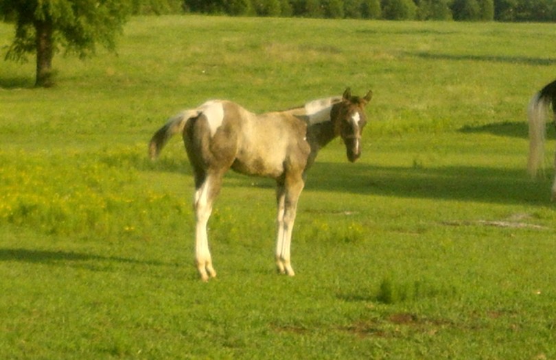 2013 MAX grullo tob fill