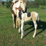 2014 Max pal tob stud