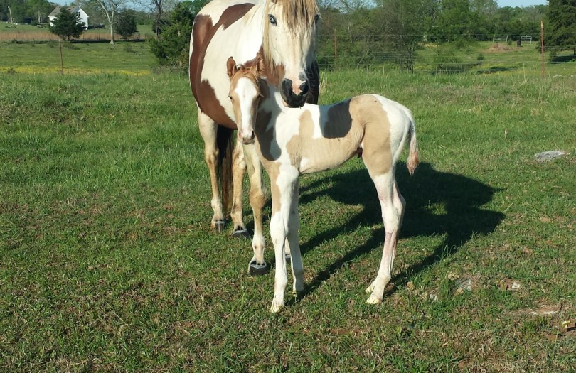 2014 Max pal tob stud