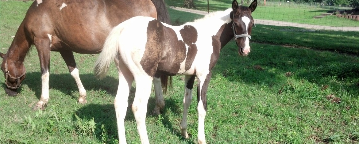 IMG_20130711_172002_504