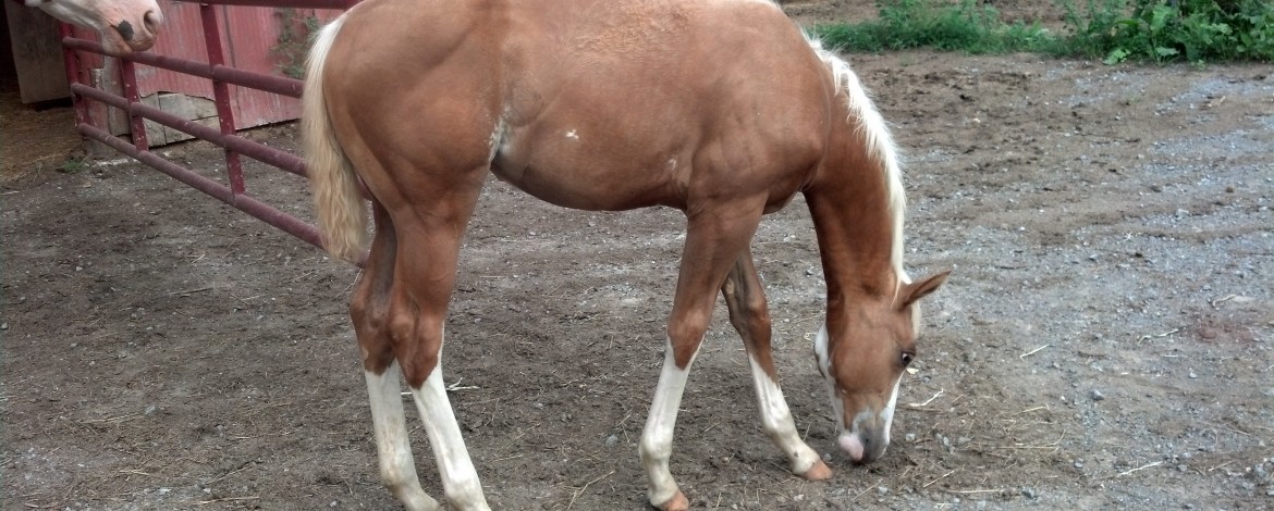 IMG_20130726_183506_322