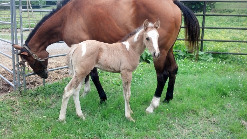 IMG_20140517_162325_818