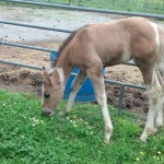 IMG_20140517_162705_727