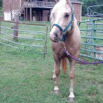 IMG_20140529_185451_395