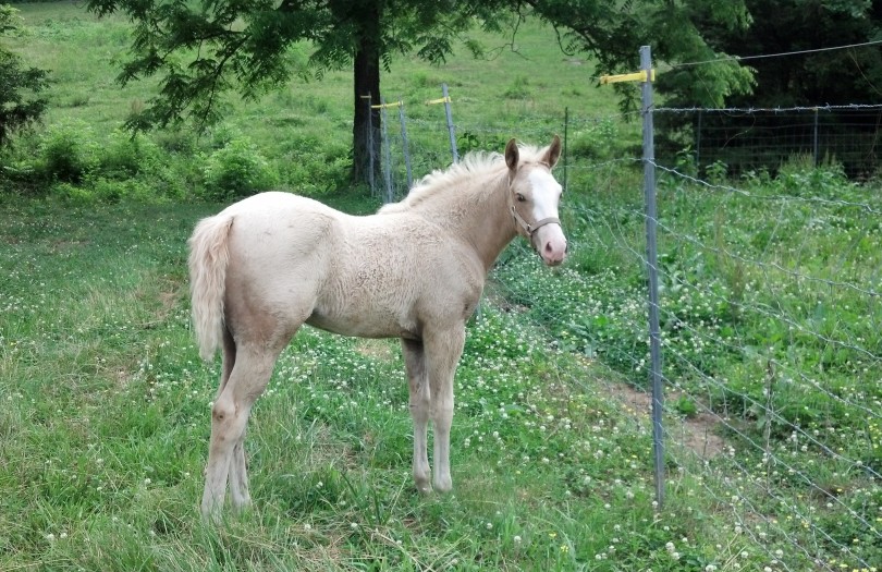 IMG_20140604_165734_268