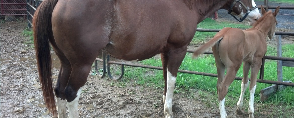 IMG_20140611_181529_102