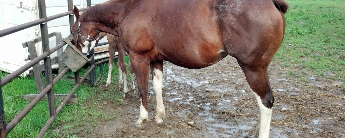 IMG_20140611_181546_094