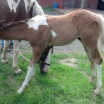 IMG_20140703_171012_619