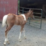 IMG_20140703_171045_690