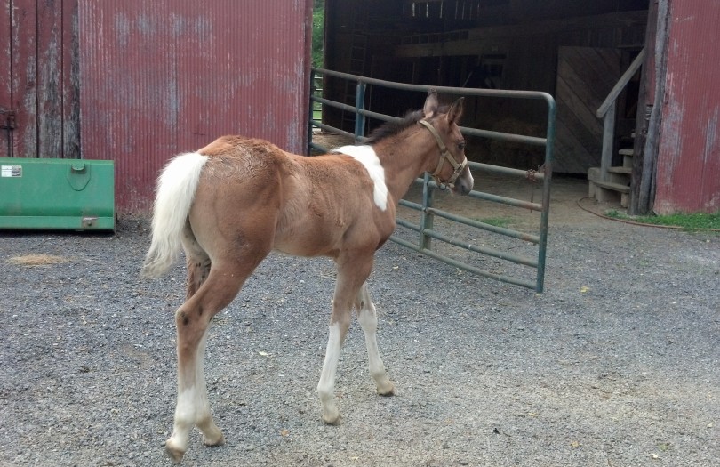 IMG_20140703_171045_690