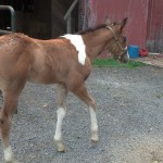 IMG_20140703_171050_374