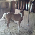 IMG_20140703_171128_250