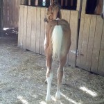 IMG_20140703_171216_134