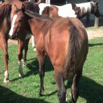 IMG_20140704_094446_654