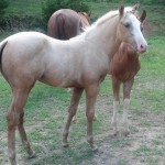 IMG_20140716_170659_741