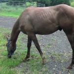 IMG_20140906_153146_317