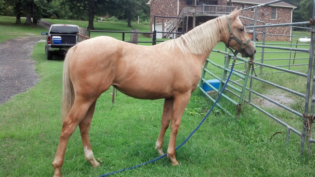 IMG_20140906_154453_291