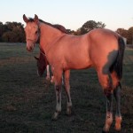 IMG_20140923_183335_033