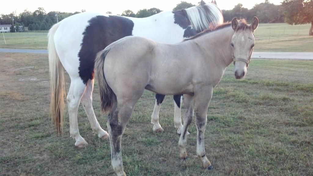 IMG_20140923_183455_412