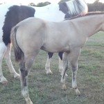 IMG_20140923_183458_274