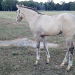 IMG_20140923_183804_269