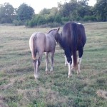 IMG_20140923_184848_671