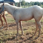 IMG_20141005_165302_758