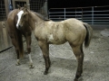 2010-jp-buckskin-overo-stud