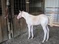 2010-perlino-filly-2