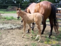 2011-dun-buckskin-stud-gr-1mth_1