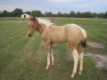 2011-tob-filly