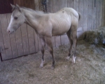 2012-alley-bksn-filly