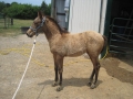 2012-filly-2